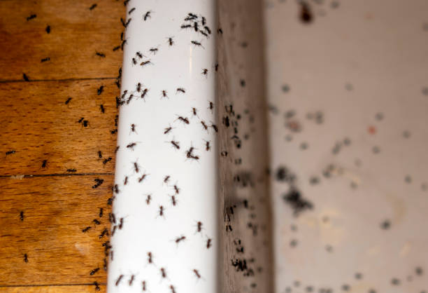 Best Best Pest Control Companies  in Cordry Sweetwater Lakes, IN